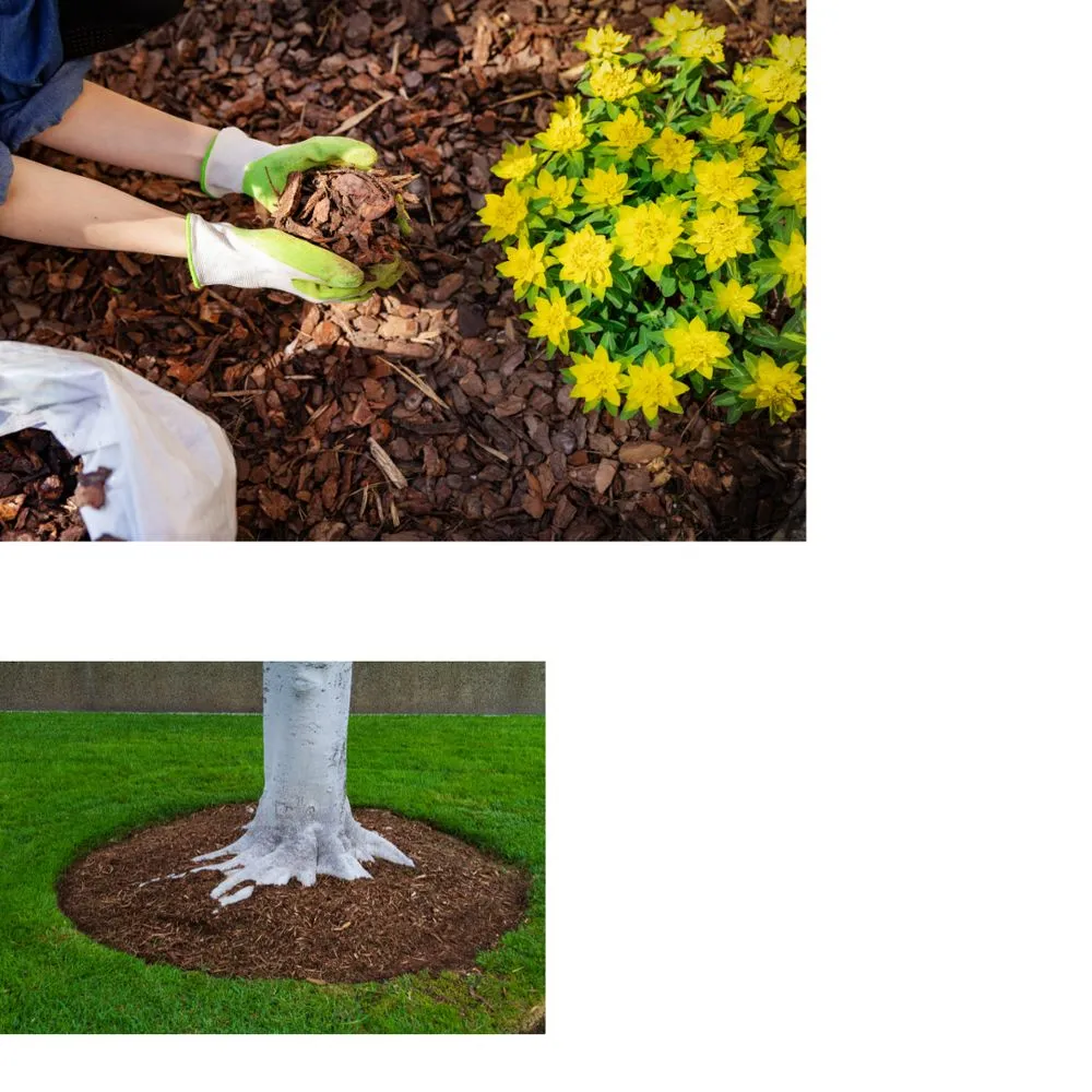 Top-rated lawn care service in Salem, VA - ST Landscaping