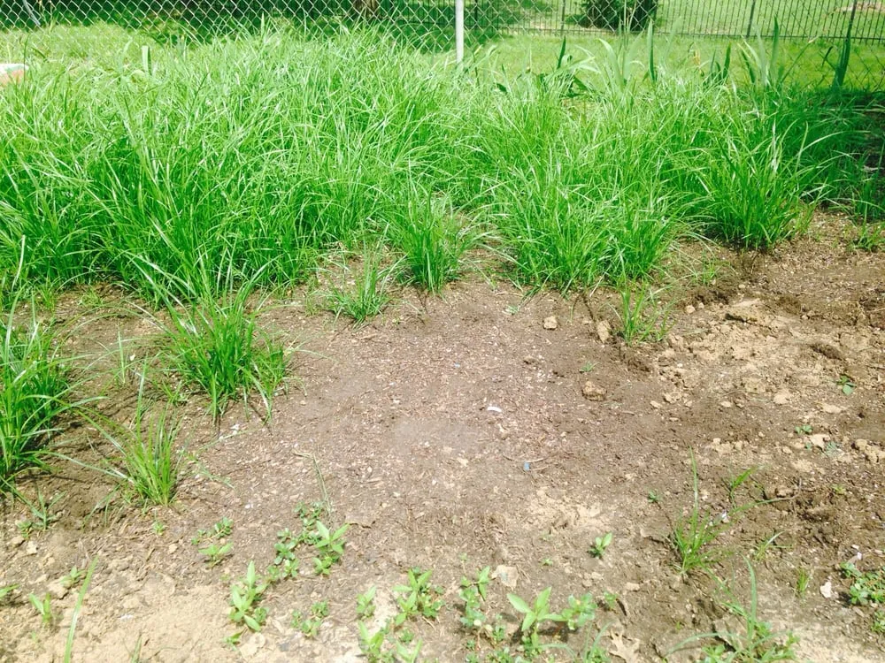 Trusted garden landscaping for homes across Valley Park, MO - St Louis Composting