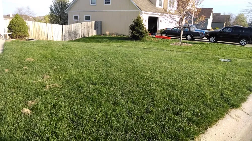 Affordable lawn care service in Saint Louis, MO by St Louis Pro Turf & Pro Pest Solutions