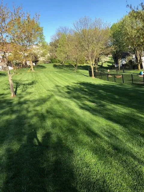 Reliable yard cleanup service experts serving Saint Louis, MO - St Louis Pro Turf & Pro Pest Solutions