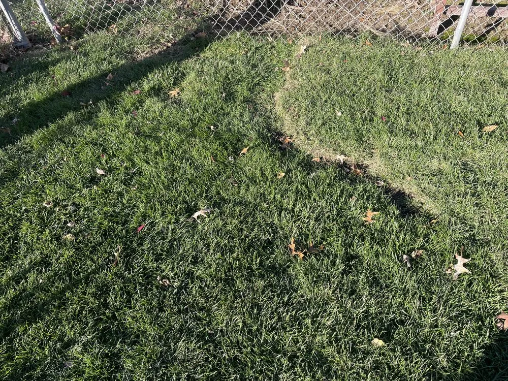 Top-rated yard cleanup service for year-round maintenance across Fenton, MO - St Louis Sod Install