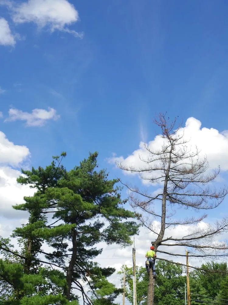 Local lawn mowing service in Valley Park, MO by St. Louis Tree Pros