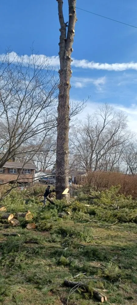 Reliable landscape installation with custom design in Robertsville, MO by St Louis Tree