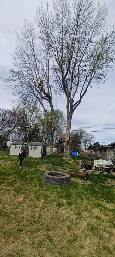 Custom lawn mowing service experts serving Robertsville, MO - St Louis Tree