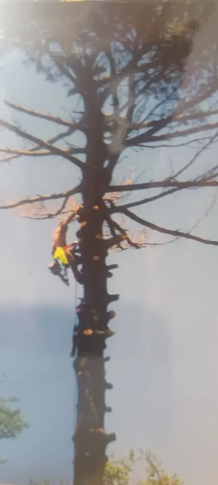 Local landscaping services near you across Robertsville, MO - St Louis Tree