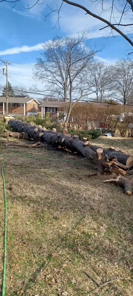 Affordable lawn care service in Robertsville, MO - St Louis Tree
