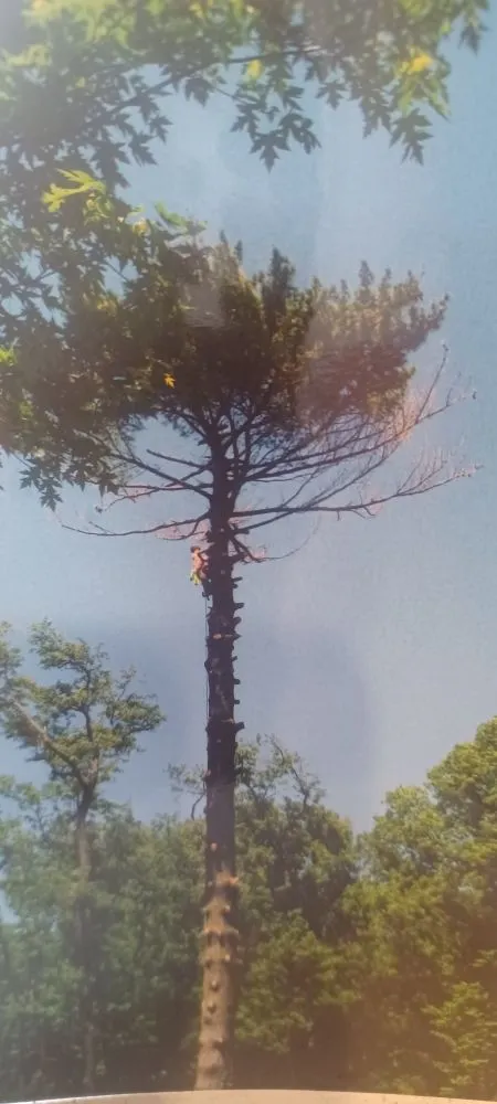 Expert residential landscaping near you in Robertsville, MO by St Louis Tree