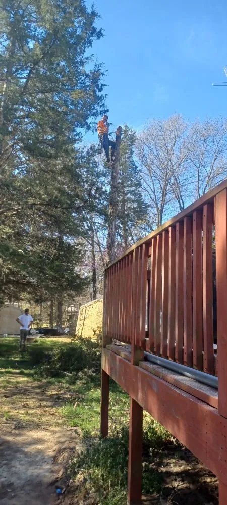 Local yard maintenance in Robertsville, MO - St Louis Tree