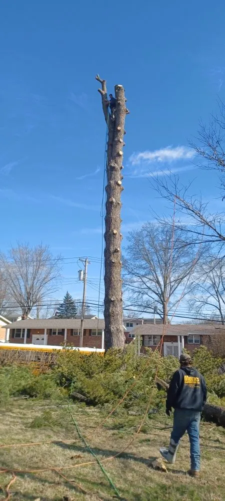 Top-rated outdoor landscaping for year-round maintenance in Robertsville, MO by St Louis Tree
