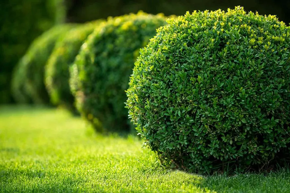 Local residential landscaping for year-round maintenance in Jackson, TN by St Patrick's Landscaping