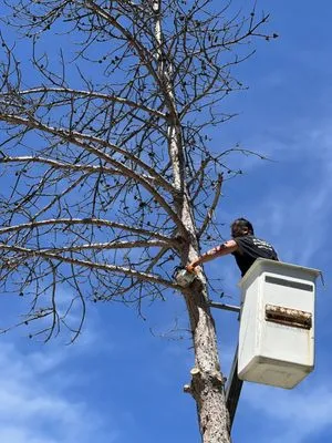 St. Stephen Tree & Steam Logo