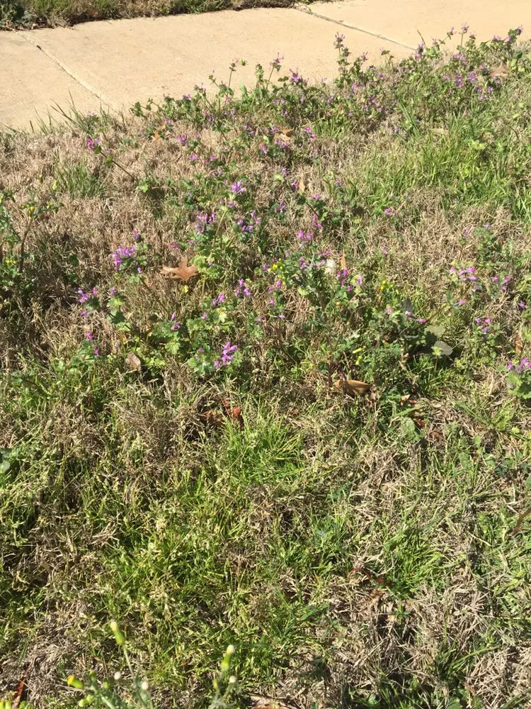 Reliable outdoor landscaping experts serving Rowlett, TX - Sta-Green Lawn Care