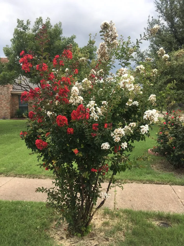 Top-rated yard maintenance with custom design in Rowlett, TX by Sta-Green Lawn Care