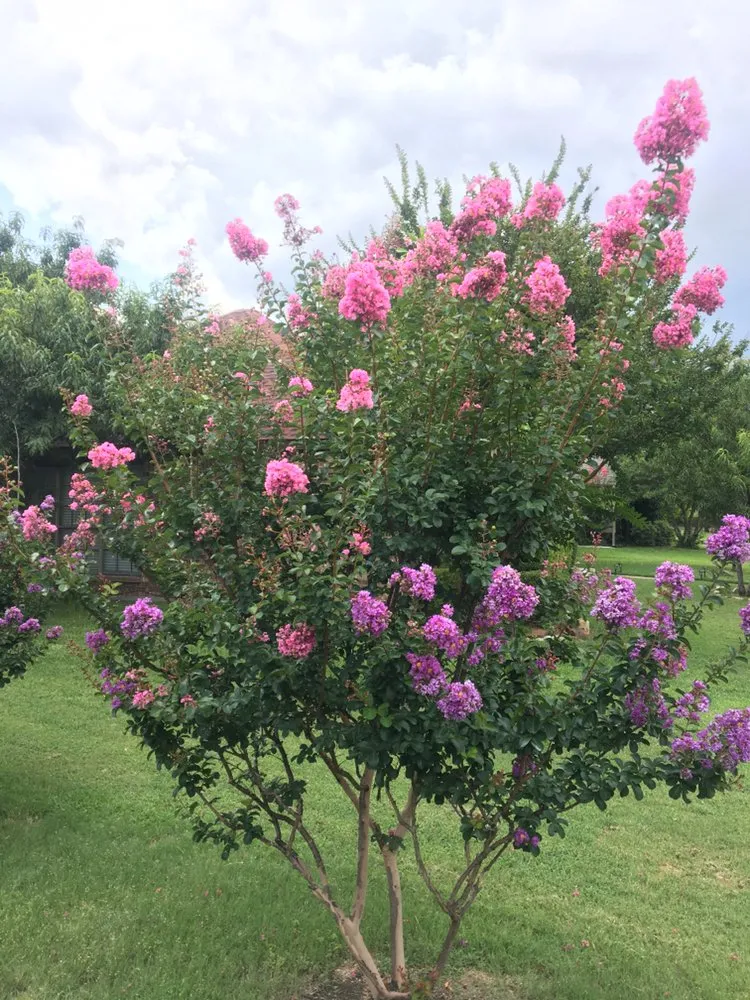 Expert landscape installation in Rowlett, TX by Sta-Green Lawn Care