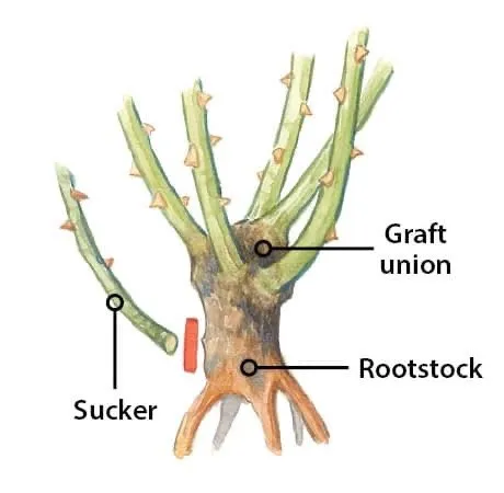 Affordable residential landscaping near you across West Hartford, CT - Stabnick Landscape Design