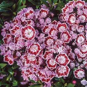 Top-rated yard cleanup service in West Hartford, CT by Stabnick Landscape Design