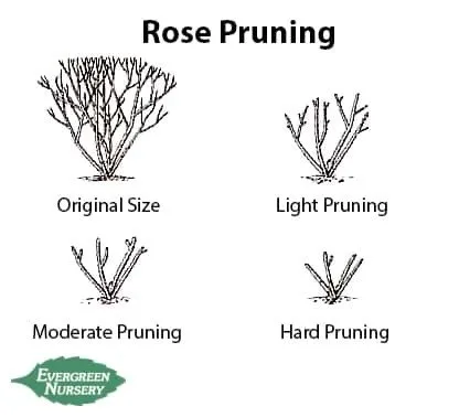 Professional lawn care service experts serving West Hartford, CT - Stabnick Landscape Design