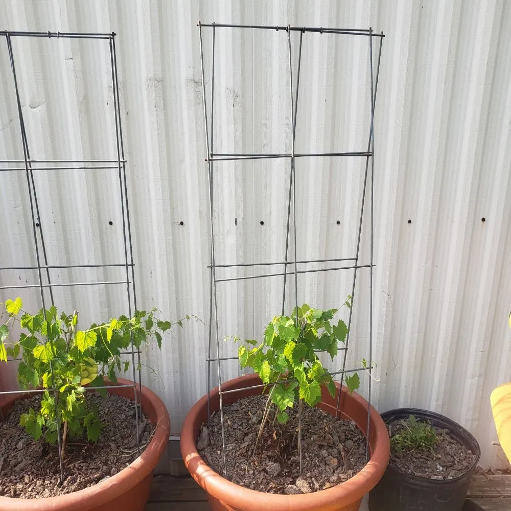 Local yard maintenance in Richmond, LA by Stacy's Gardening