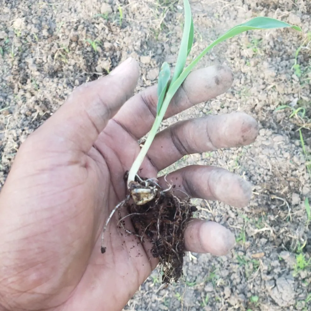Local lawn care service near you across Richmond, LA - Stacy's Gardening