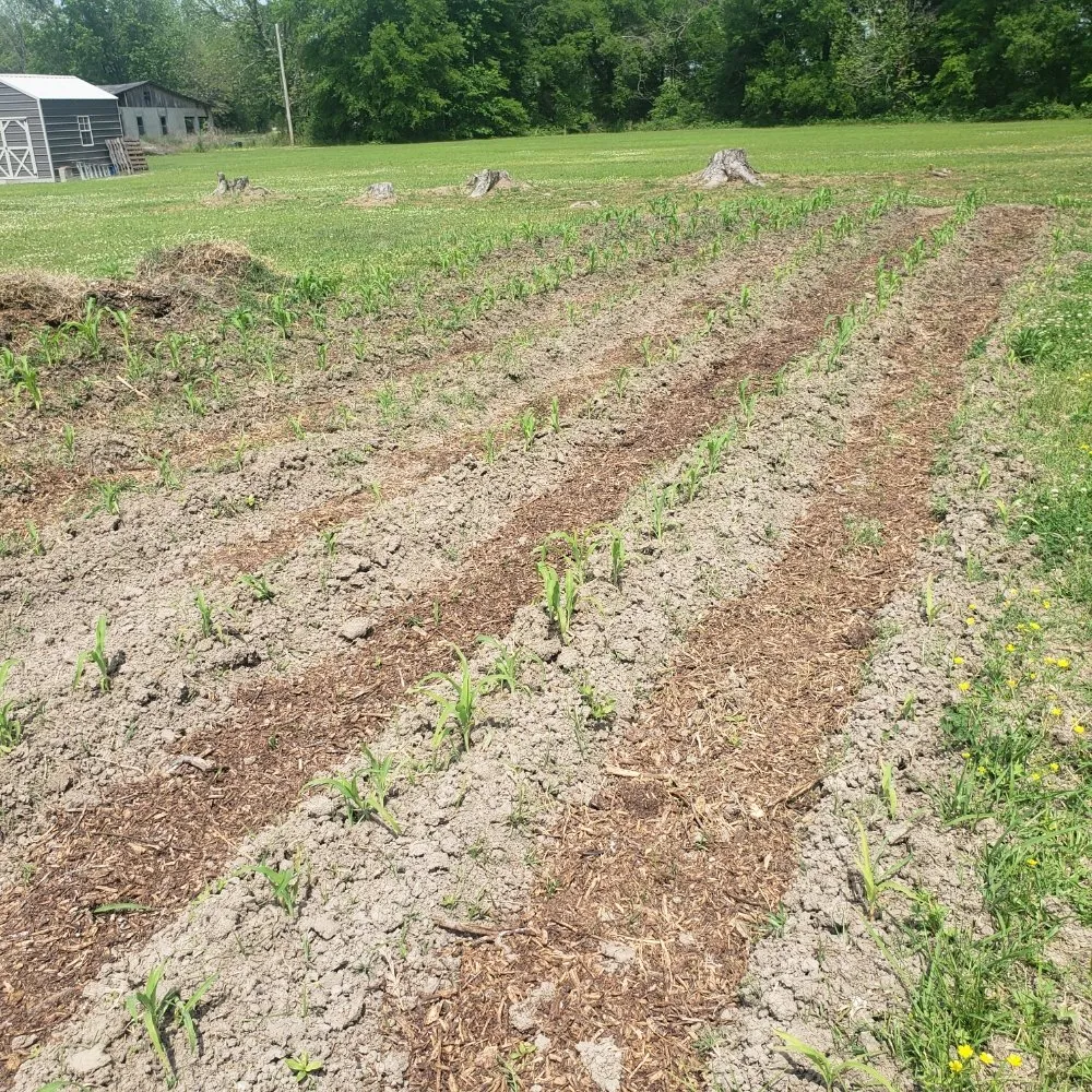 Top-rated lawn care service for residential properties across Richmond, LA - Stacy's Gardening