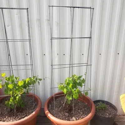 Stacy's Gardening