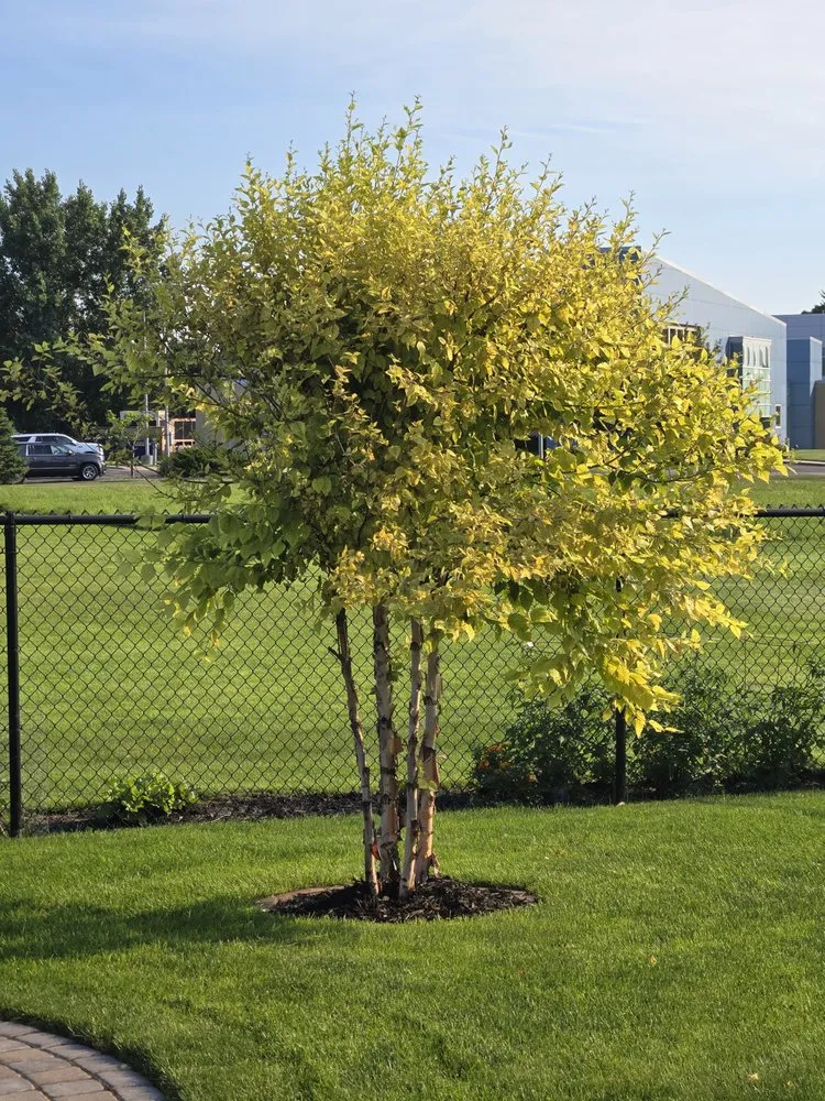 Reliable landscape installation with custom design in Willmar, MN by Stacy's Nursery