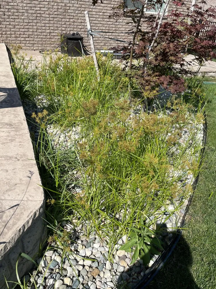 Top-rated landscape installation with custom design in Memphis, MI by Stafford Landscaping