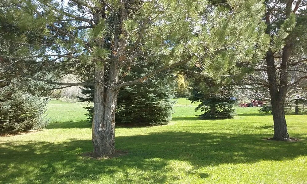 Trusted outdoor landscaping near you in Laurel, MT by Stafford Lawn Care