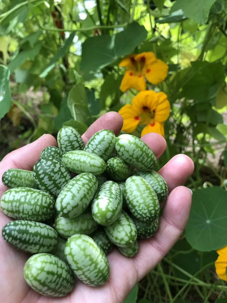 Top-rated landscape design in Nottingham, NH by Stage Road Gardens