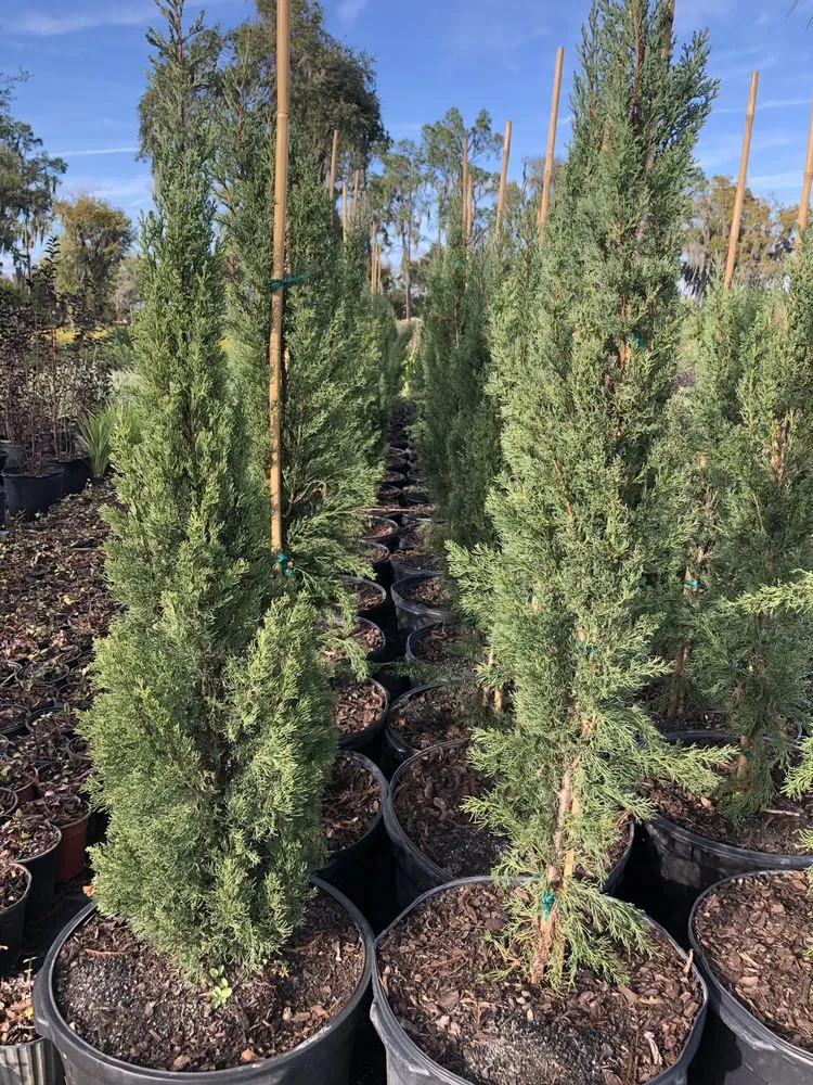 Professional residential landscaping in Dover, FL by Staggs Nursery & Tree Service