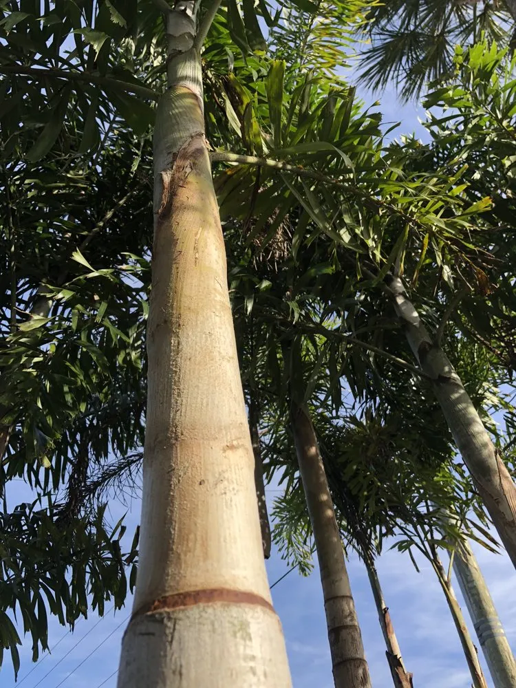 Reliable garden landscaping experts serving Dover, FL - Staggs Nursery & Tree Service