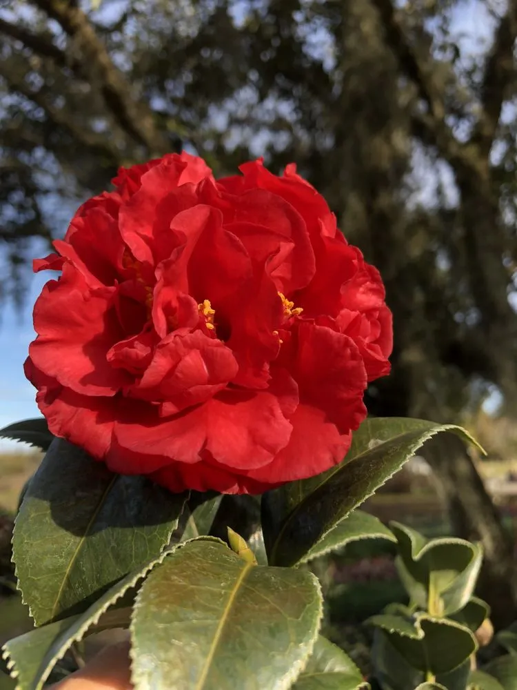 Local yard cleanup service experts serving Dover, FL - Staggs Nursery & Tree Service