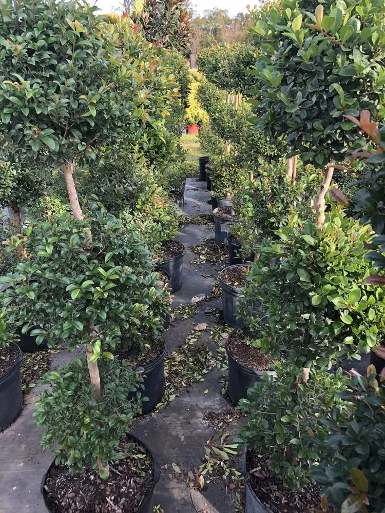 Affordable lawn mowing service for beautiful yards across Dover, FL - Staggs Nursery & Tree Service