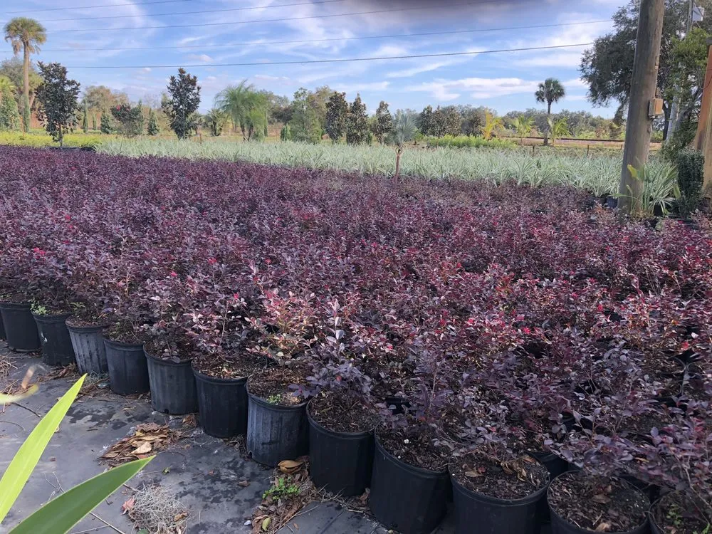 Trusted lawn mowing service experts serving Dover, FL - Staggs Nursery & Tree Service