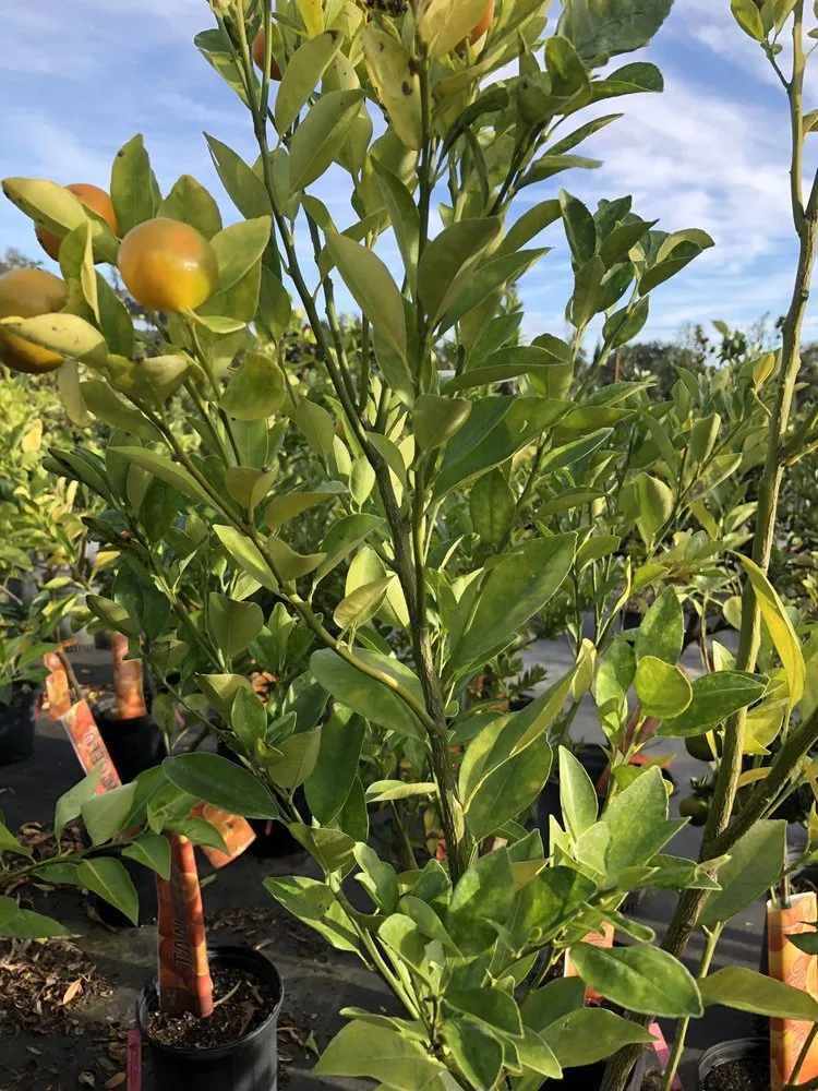 Affordable yard maintenance for beautiful yards across Dover, FL - Staggs Nursery & Tree Service