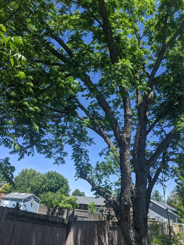 Custom lawn care service for year-round maintenance across Salt Lake City, UT - Stali Service