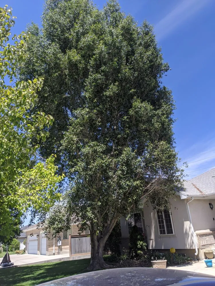 Local landscape installation experts serving Salt Lake City, UT - Stali Service