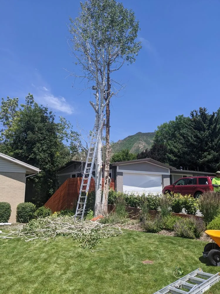 Reliable landscaping services experts serving Salt Lake City, UT - Stali Service