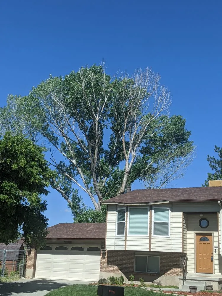 Affordable landscape installation experts serving Salt Lake City, UT - Stali Service