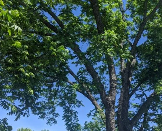 Custom yard cleanup service for beautiful yards across Taylorsville, UT - Stali Services and Landscaping