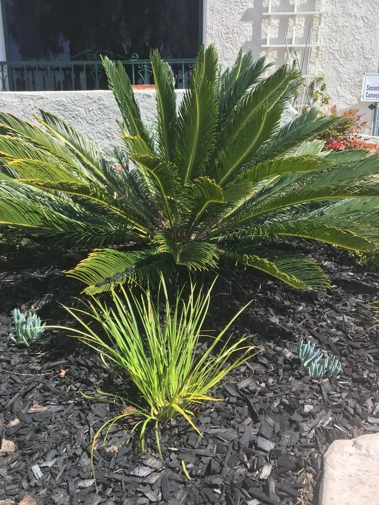 Professional outdoor landscaping for homes across Gardena, CA - Stallion Landscaping