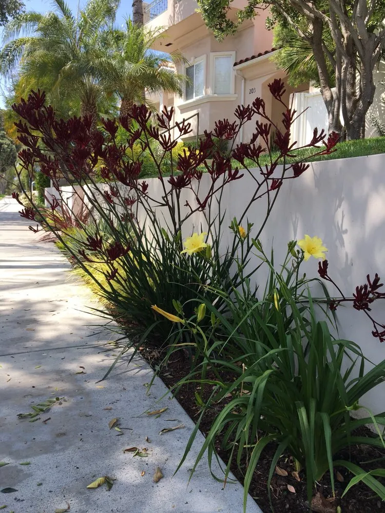 Local yard maintenance in Gardena, CA by Stallion Landscaping