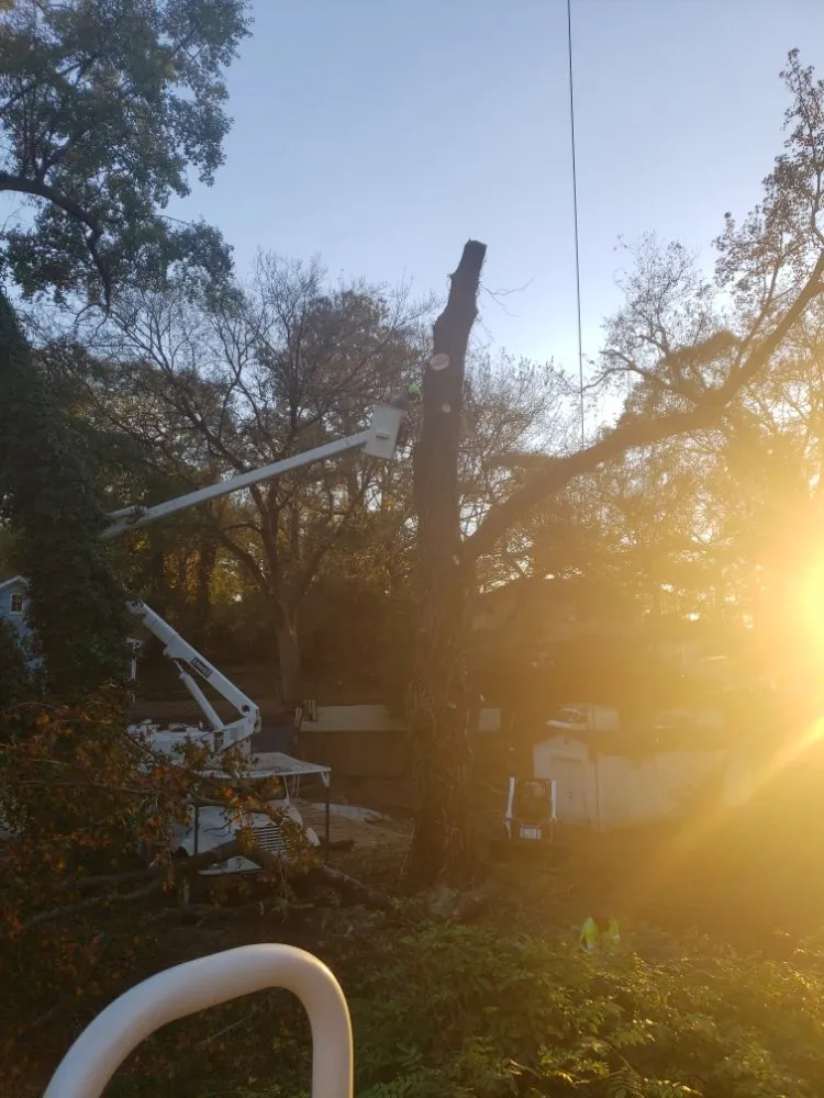 Local yard cleanup service in Evans, GA - Stallion Tree Professionals