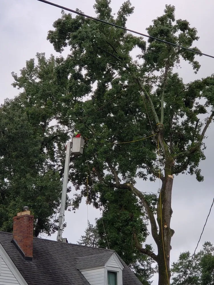 Top-rated residential landscaping in Evans, GA by Stallion Tree Professionals