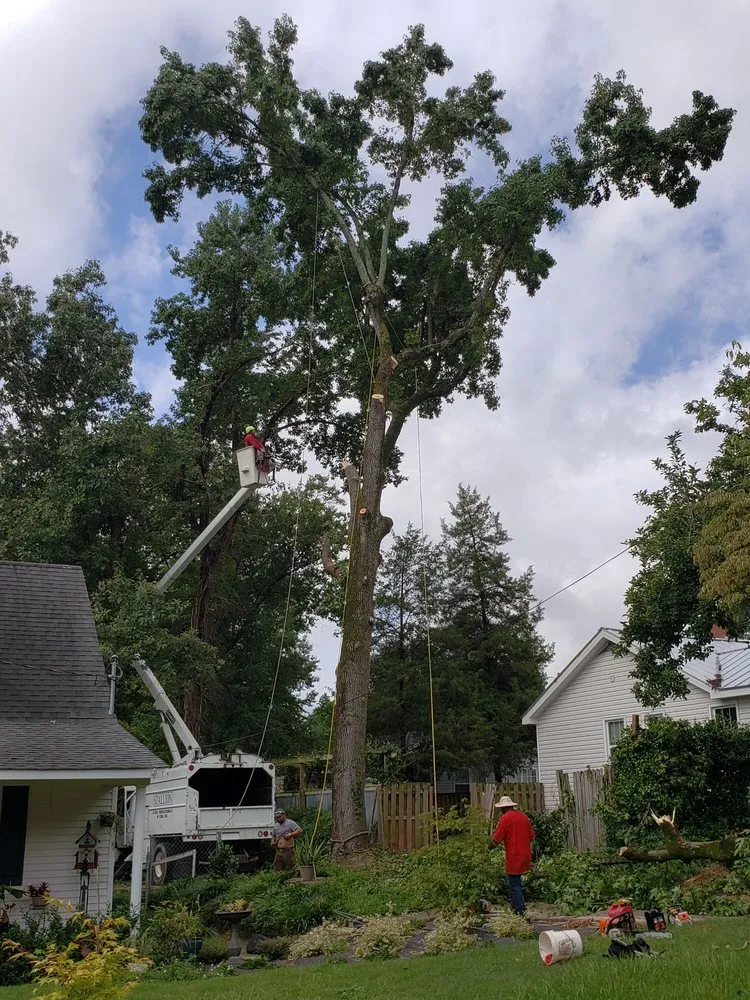 Top-rated yard maintenance in Evans, GA by Stallion Tree Professionals