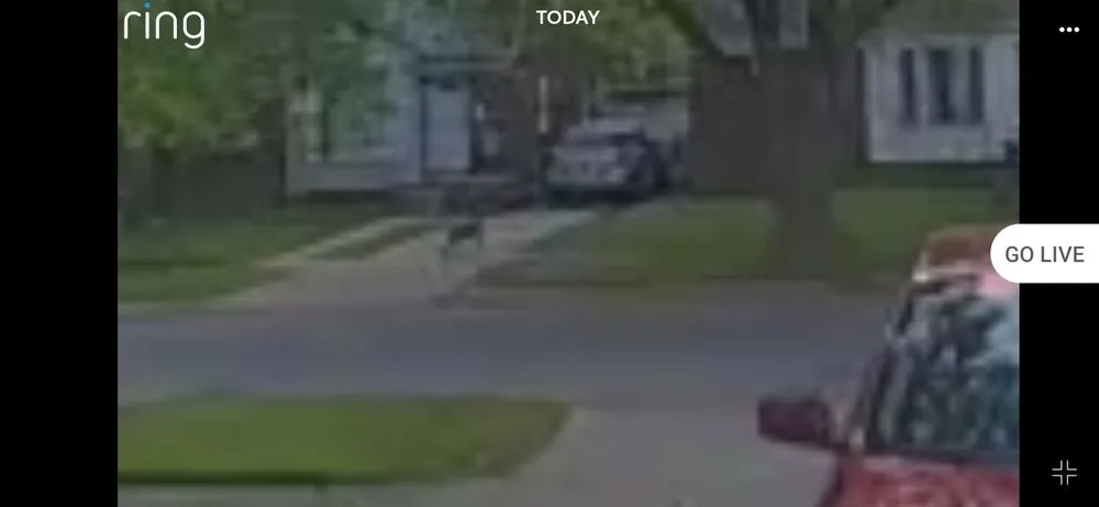 Expert landscape design for outdoor upgrades across Inkster, MI - Stallworth Lawn Care Trash Out And Demo