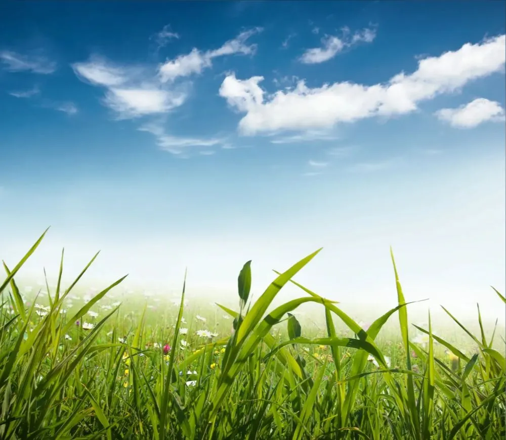 Affordable landscape installation experts serving Palm Bay, FL - Stan Lawncare