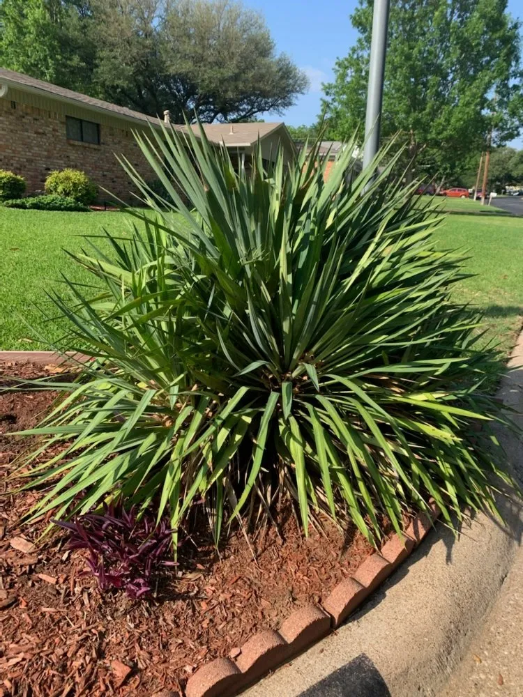 Local residential landscaping experts serving Grapevine, TX - Stan The Man Lawn Care