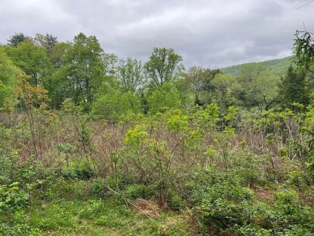 Custom lawn mowing service in Catawissa, PA by Stanchicks Tree & Landscaping Services