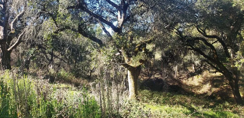 Reliable outdoor landscaping in Grass Valley, CA by Stand Alone Land Clearing